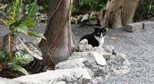 Cat At Hemingway Museum