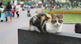 Cat At Parque Kennedy