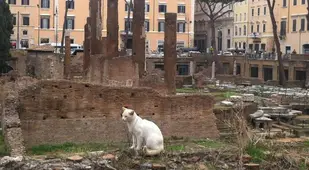 Cat At Roman Ruins