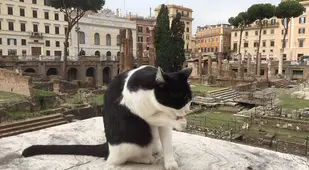 Cat At Torre Argentina