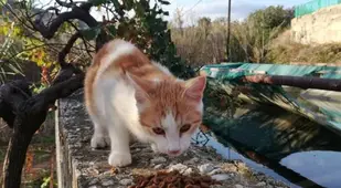 Cat Eating Food