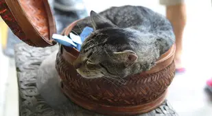 Cat In Bowl