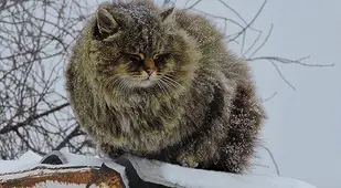 Cat In Snow