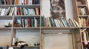 Cat On Book Rack
