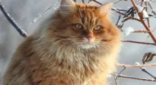 Cat On Russian Farm Fence