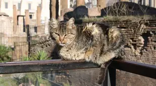 Cat On Top Of Handrail
