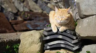 Cat Sleeping On Roof Slabs
