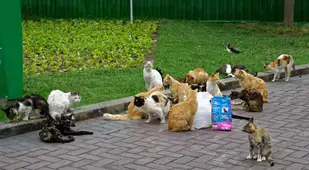 Cats