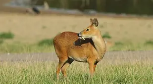 Chinese Water Deer