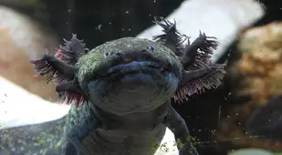Dark Axolotl