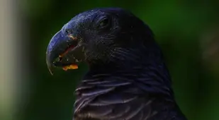 Dark Dracula Parrot