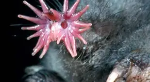 weirdest animals in the world