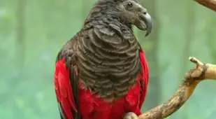 Dracula Parrot On A Branch