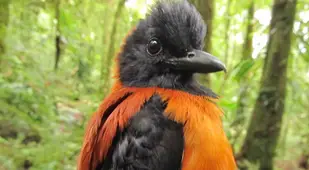 Furry Hooded Pitohui