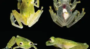 Glass Frog Heart