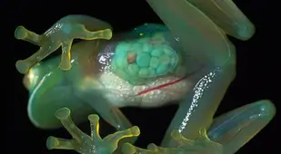 Weird Animals
