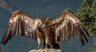 Griffon Vulture Wings