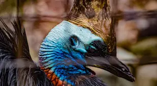 Scary Southern Cassowary Bird