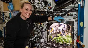 Growing Radishes In Space
