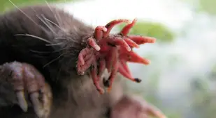 Head Of Star Nosed Mole