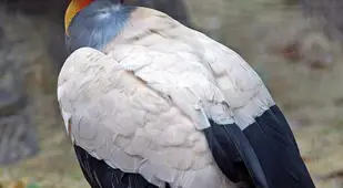 King Vulture In Washington Zoo