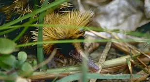 Lowland Streaked Tenrec Hiding
