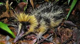 Lowland Streaked Tenrec