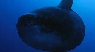 Mola Mola In The Dark Ocean