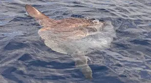 Mola Mola Sunbathing