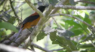 Perched Hooded Pitohui