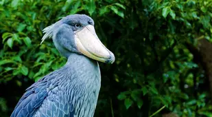 Shoebill Among Brush