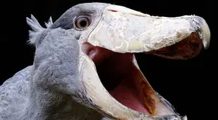 Shoebill Beak