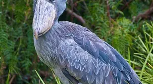 Shoebill Bird