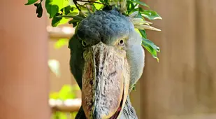 Shoebill Face Up Close
