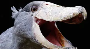 Scary Shoebill Bird Squawking