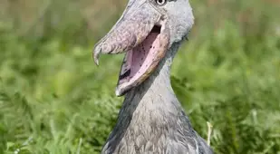 Shoebill Standing In The Wild