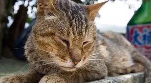 Sleeping Cat At Houtong
