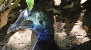 Southern Cassowary Ear