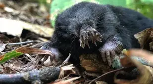 Star Nosed Mole