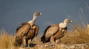 Two Griffon Vultures