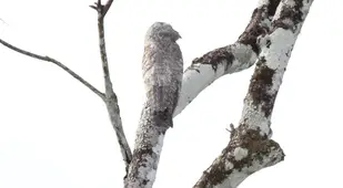 White Great Potoo