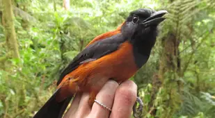 Wrangled Hooded Pitohui