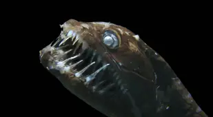 Scariest Animals