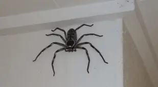 Huntsman Spiders