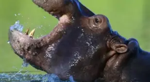 Facts About Pablo Escobar's Hippos