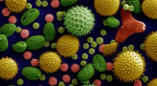 Scanning Electron Microscope Images