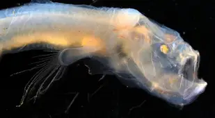 Blind Cusk Eel