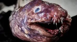 Congridae Fish