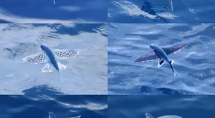 Winged Fish