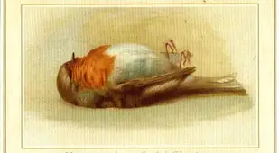 Dead Bird Christmas Card